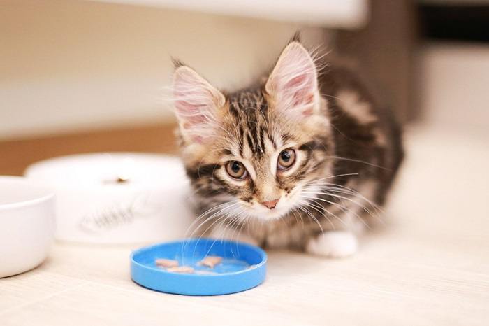 Comida para gatitos.