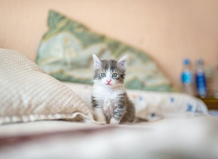 Imagen de un gatito en la cama.