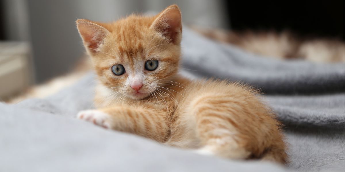 La imagen muestra un adorable gatito nuevo, con sus ojos abiertos por la curiosidad y la alegría.