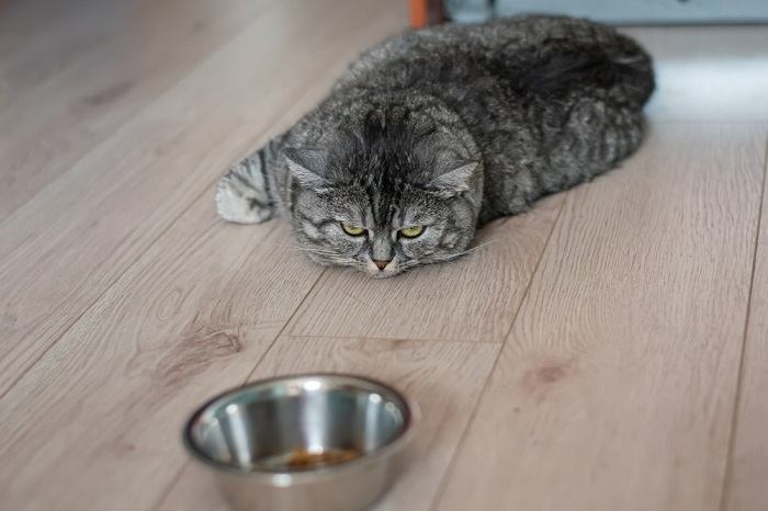 Un gato que se niega a comer subraya la importancia de abordar los problemas de apetito y nutrición en los gatos