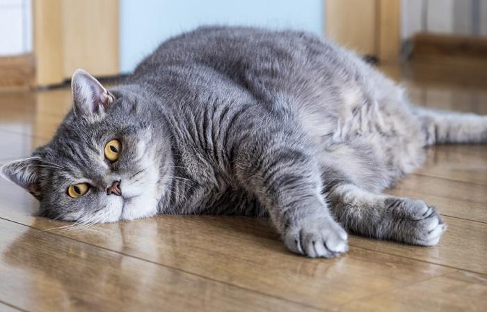 Gato con sobrepeso descansando cómodamente, mostrando su tamaño y enfatizando la importancia de manejar un peso saludable para el bienestar felino.