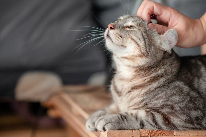 Interacción lúdica entre una persona y su gato, demostrando la alegría de la compañía felina.