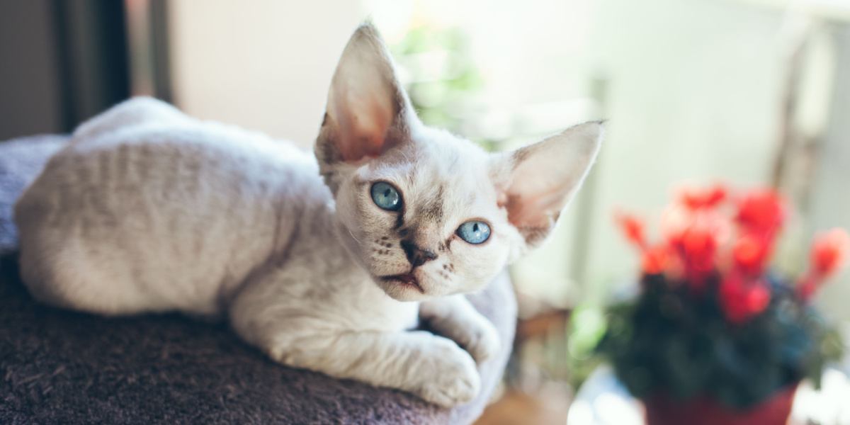 Un impresionante gato Devon Rex con pelaje elegante y ondulado y ojos cautivadores, posando con gracia.