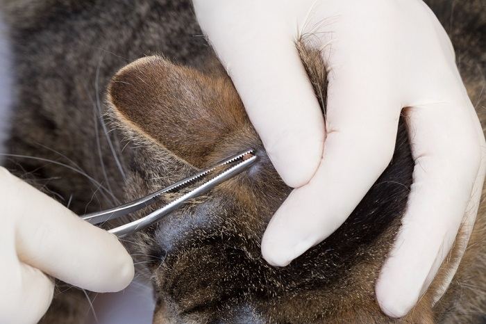 Persona extrayendo una garrapata de la piel de un gato usando pinzas