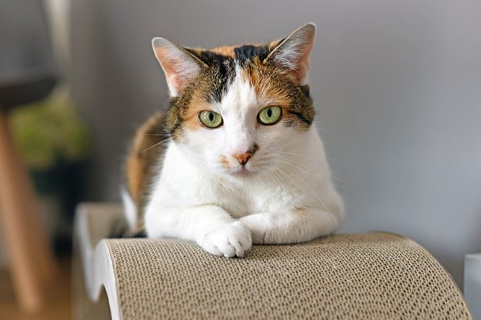 gato sentado en un rascador