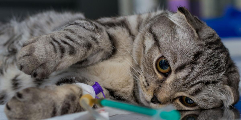 La guía completa sobre los sedantes para gatos según un veterinario ...