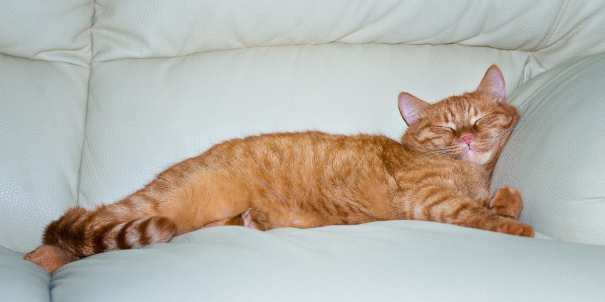 Gato durmiendo en un lugar acogedor.