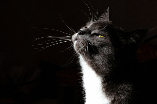 ¿Qué olores odian los gatos? Esta lista podría sorprenderte