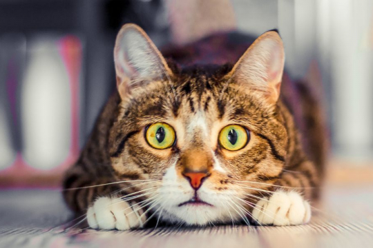 7 Sonidos que los gatos odian y que debes evitar