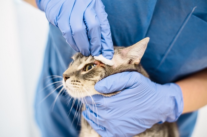 Gato herido siendo limpiado.