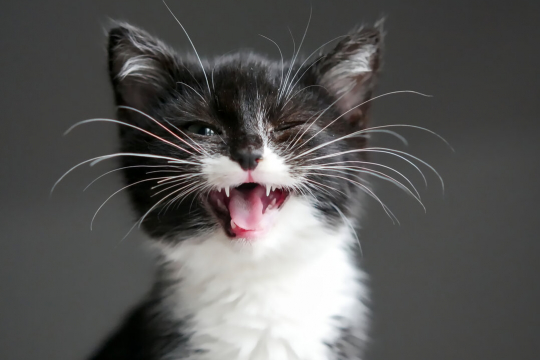10 Datos sorprendentes sobre los bigotes de los gatos