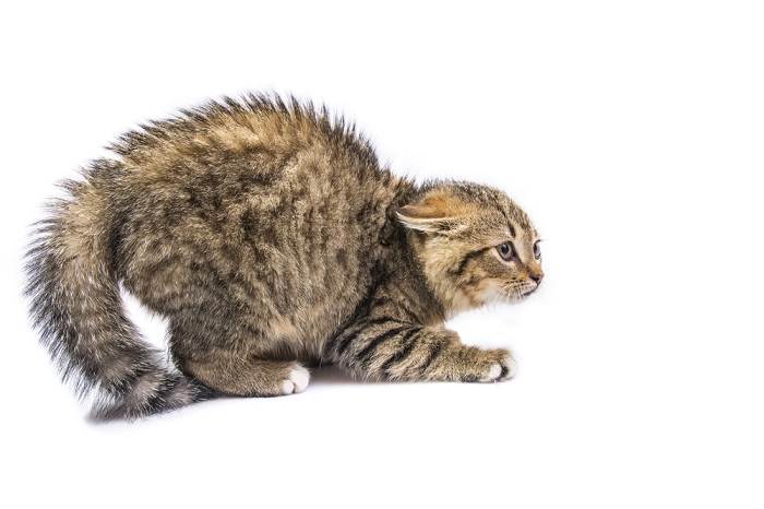 Una imagen evocadora que captura un gato asustado, con ojos muy abiertos, orejas aplanadas y una postura tensa, que retrata la respuesta del gato a una amenaza percibida o una situación de miedo.