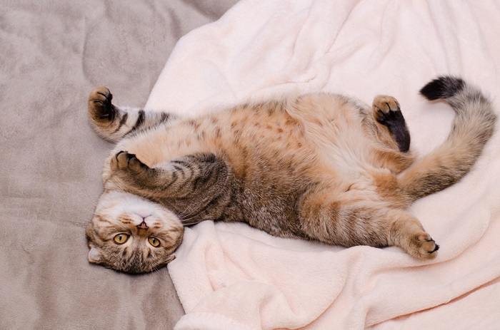 Encantador gato Scottish Fold con sus características orejas dobladas. La imagen muestra la apariencia única de esta raza, conocida por su adorable característica de orejas dobladas.