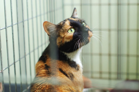 10 Preguntas clave que debes hacer antes de adoptar un nuevo gato