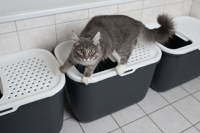 Gatito Maine Coon atigrado azul de pie sobre una caja de arena para gatos con entrada superior en el baño