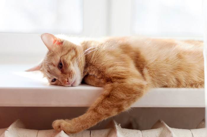 Gato aburrido en un momento de desgana.