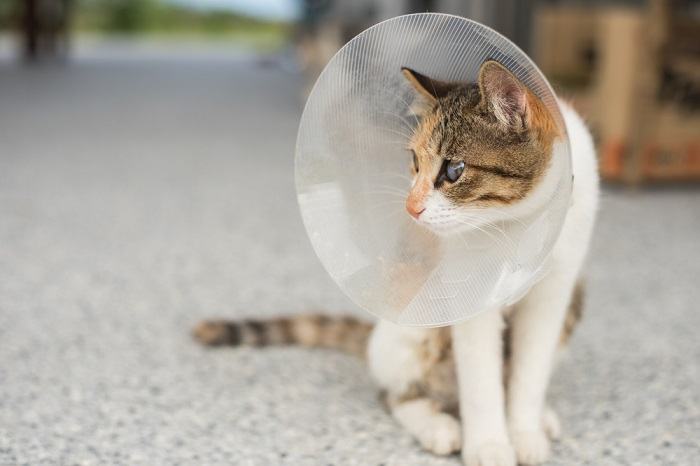 Gato con un cono en la cabeza