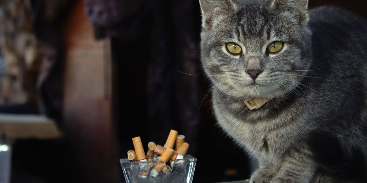 Un gato cerca de un cigarrillo, lo que ilustra el tema de los gatos que potencialmente inhalan humo.