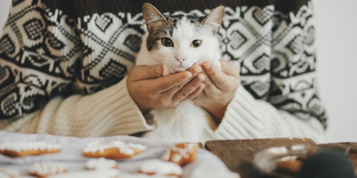 Gato curioso cerca de un plato de galletas, mostrando interés por el entorno y quizás por el tentador aroma de las golosinas.