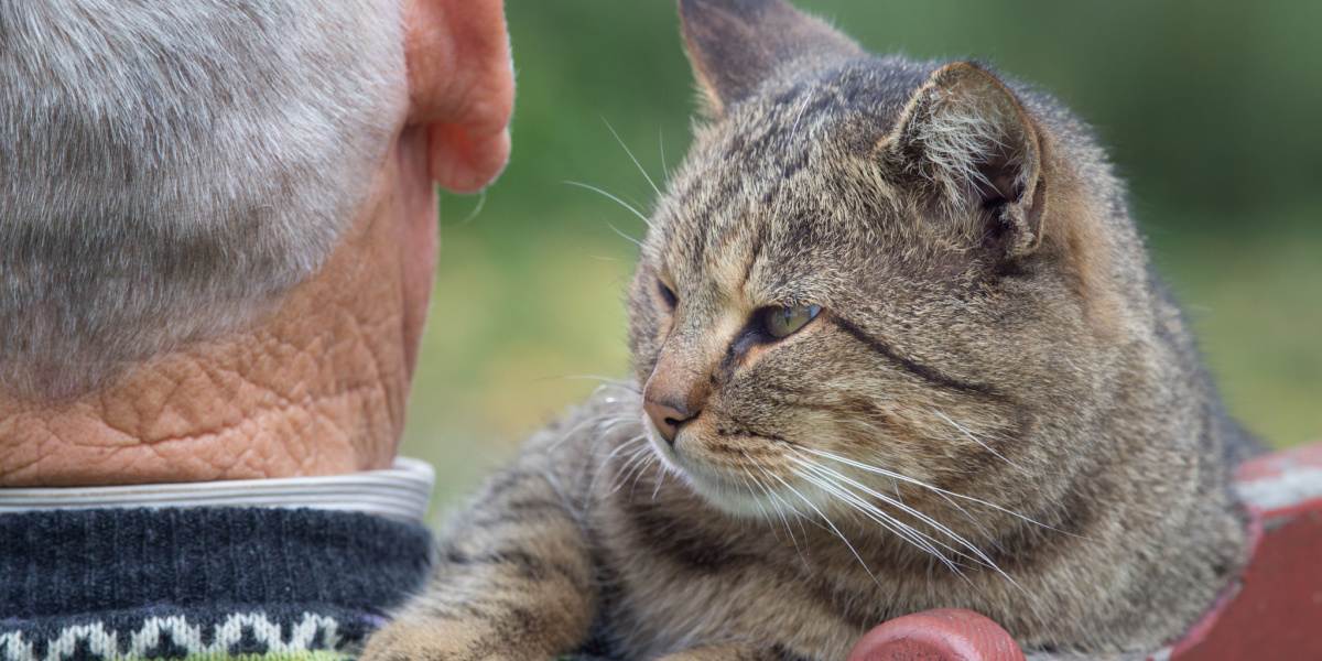 Una imagen que representa una interacción conmovedora entre un gato y un hombre mayor.