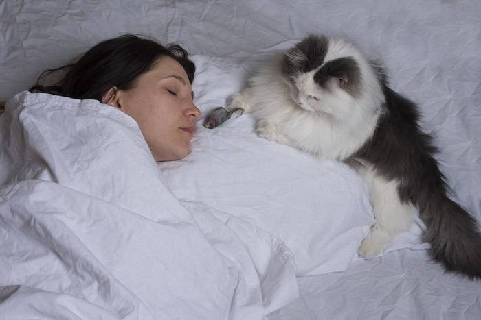 Gato acurrucado con una almohada.