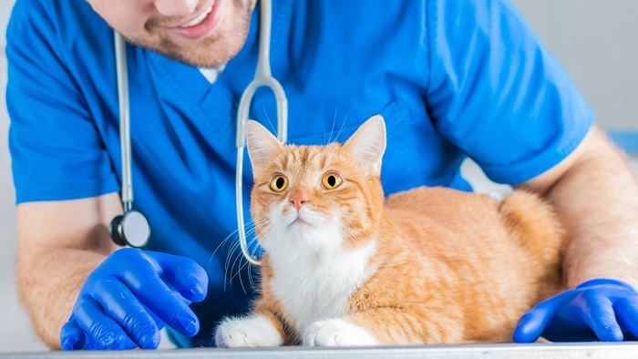 Veterinario sonriendo a un gato curioso