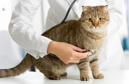 ¿Con qué frecuencia debe tu gato visitar al veterinario?