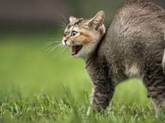 An image of a cat arching its back.