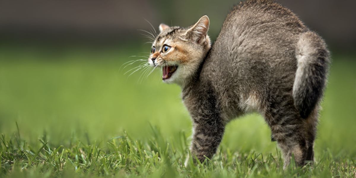 Una imagen de un gato arqueando la espalda.