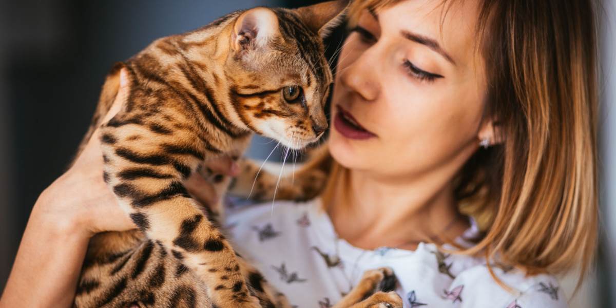 Gato con expresión alerta y atenta.