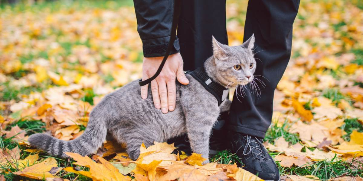 Imagen destacada de problemas de comportamiento de los gatos