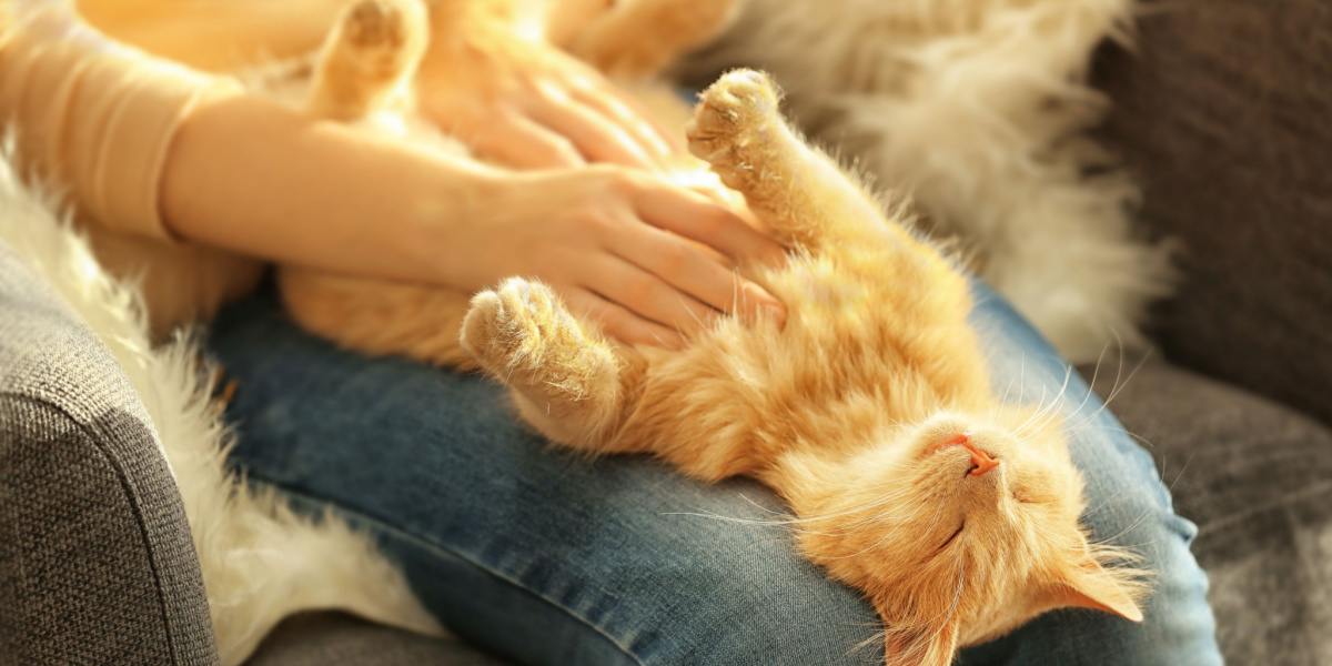 Gato contento disfrutando de que le froten la panza con los ojos cerrados. La imagen capta a un felino relajado saboreando el gesto cariñoso.