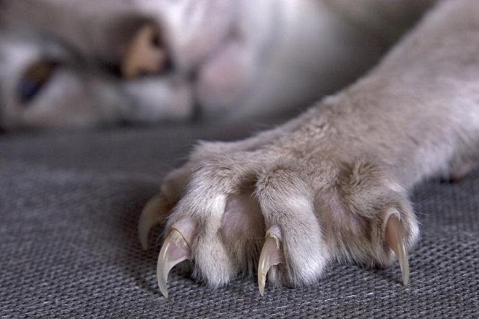 Primer plano de la garra extendida de un gato.