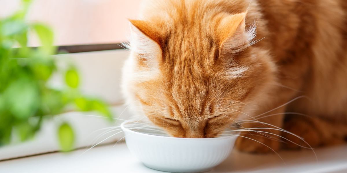 Un gato bebiendo agua de un cuenco.