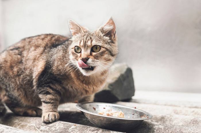 Imagen que sugiere un gato con la boca seca, enfatizando posibles molestias o problemas de salud relacionados con la hidratación o condiciones médicas subyacentes.