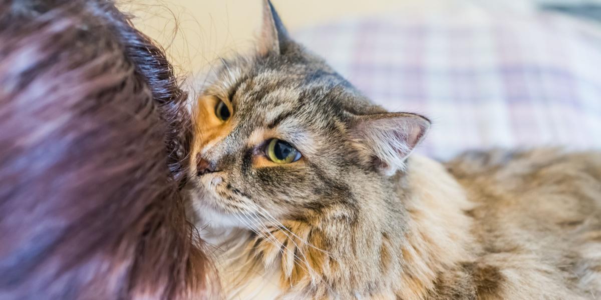 Comer cabello humano es un comportamiento común en los gatos.