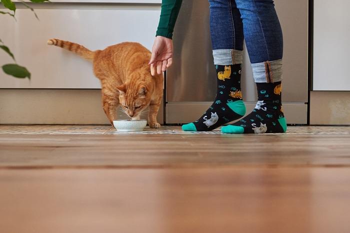 La imagen captura a un gato y una mujer compartiendo un momento de comida, enfatizando la conexión y la interacción entre los humanos y sus compañeros felinos.