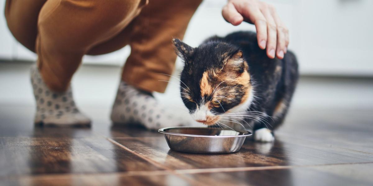 Gato comiendo en un cuenco