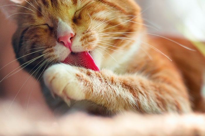 Un hermoso gato naranja y blanco que se acicala meticulosamente el pelaje con la lengua, mostrando un sentido de limpieza y cuidado personal.