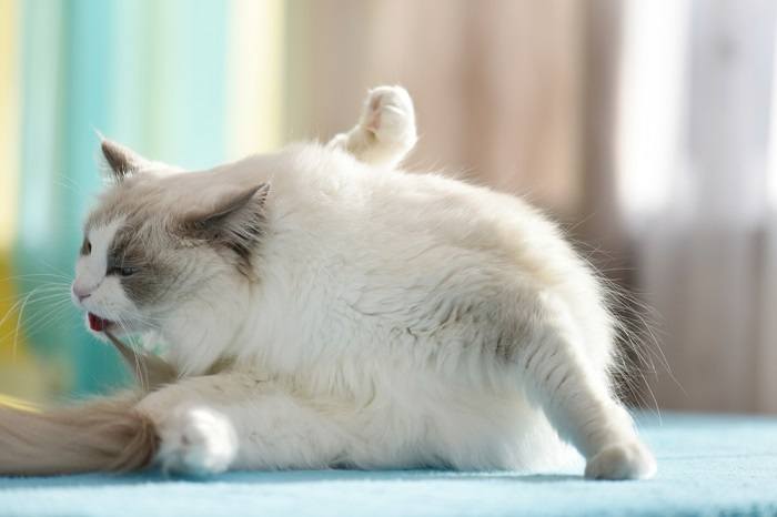 Un gato se acicala, demostrando el autocuidado y la higiene felinos.