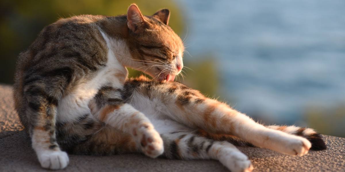 El gato se acicala por sí solo