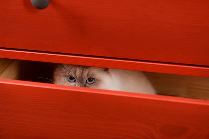 Imagen de un gato escondido en un cajón, exhibiendo un comportamiento reservado y protegido en un espacio confinado.