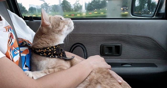 Un gato en un automóvil, enfatizando la necesidad de un transporte seguro cuando se viaja con compañeros felinos.