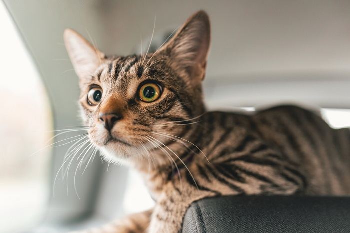 Un gato en un automóvil, que ilustra la necesidad de un transporte seguro y sin estrés para los compañeros felinos durante el viaje.