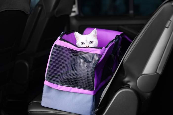 Un gato en un transportador, un método común para el transporte seguro de compañeros felinos durante viajes o visitas al veterinario.