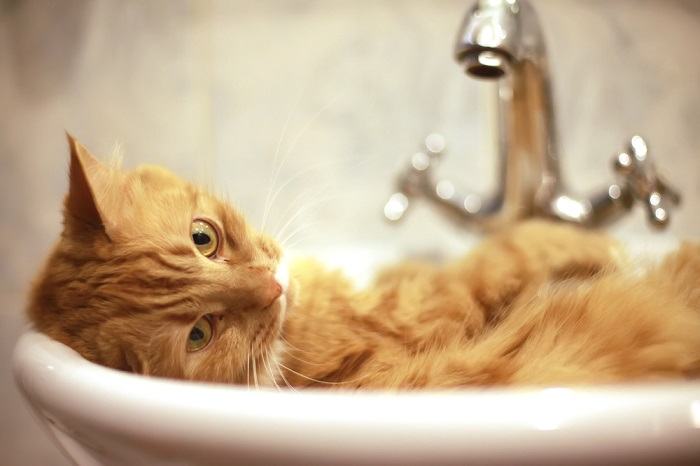 Una imagen que muestra un gato sentado cómodamente en un lavabo, observando con curiosidad su entorno.