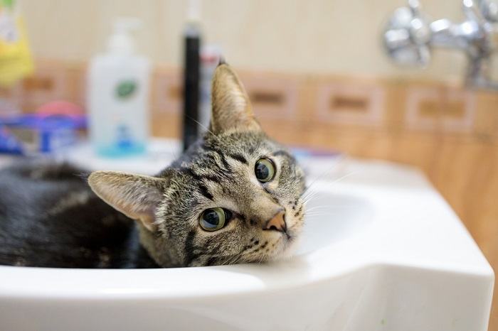 Una imagen entrañable de un gato cómodamente instalado en un lavabo, mirando hacia afuera con una expresión de curiosidad y satisfacción. La escena ejemplifica la habilidad innata de los gatos para encontrar lugares cómodos e inesperados donde sentirse cómodos y observar.