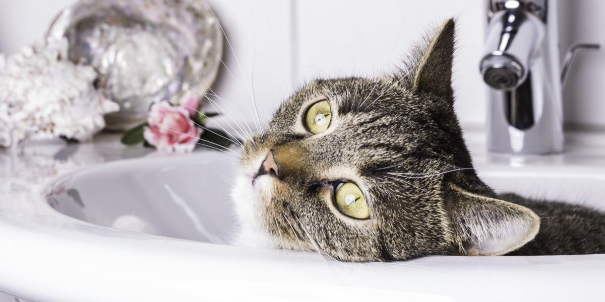 Una imagen divertida que muestra a un gato cómodamente acurrucado dentro de un lavabo.