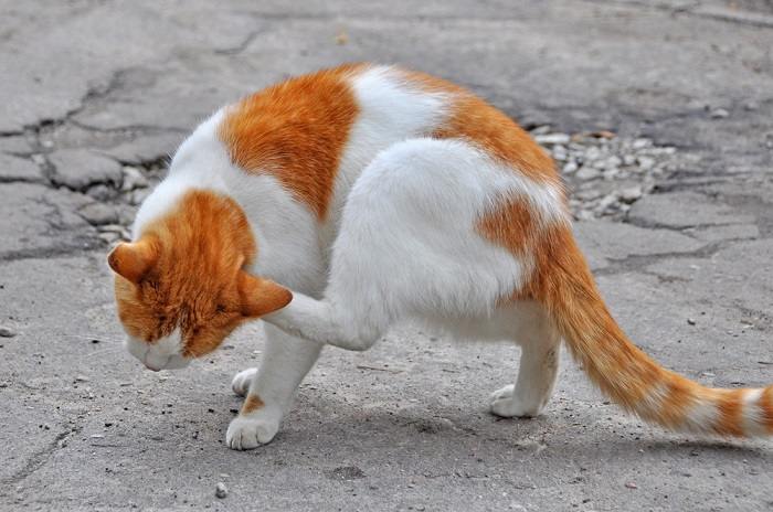 Una imagen que captura a un gato con picazón en la oreja, posiblemente rascándose o inclinando la cabeza en respuesta a la incomodidad, lo que resalta el problema común de la irritación del oído en los felinos.