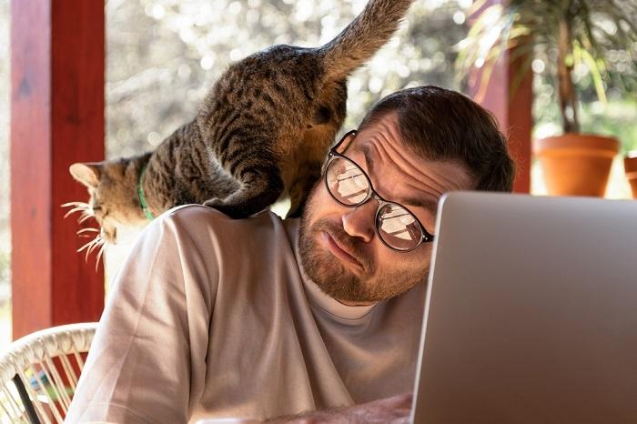 Imagen que captura a un gato en el aire, saltando con gracia, mostrando su impresionante capacidad de salto y su ágil movimiento.